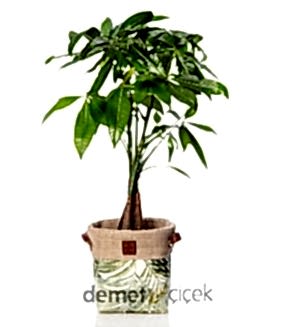 Sepette Pachira Bitkisi