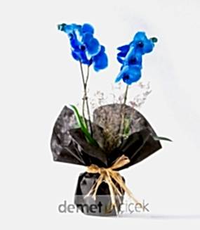 Çift Dal Mavi Orkide