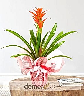 Guzmania Saksı Çiçeği