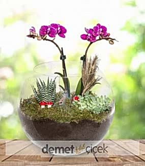 Teraryumda Mor Mini Orkide 