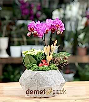 İkili Mor Mini Orkide