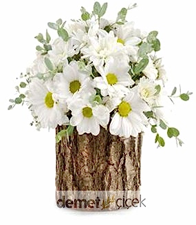 Kütükte Papatyalar