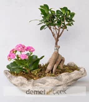 Ficus Ginseng Bonsai ve Pembe Kalanchoe