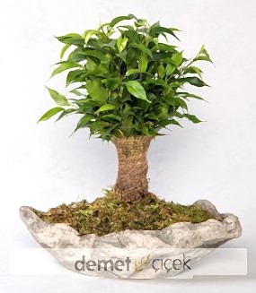  Dekoratif Saksıda Ficus Nathasja