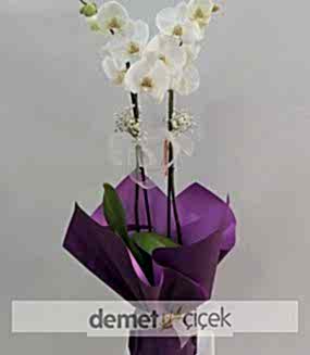 2 Dal Beyaz Orkide