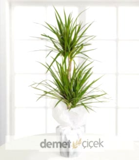 İkili Dracena Marginata