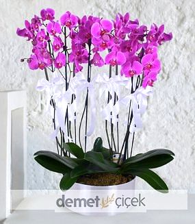 10 Dal Mor Orkide