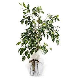 Ficus Benjamin Saksı Çiçeği
