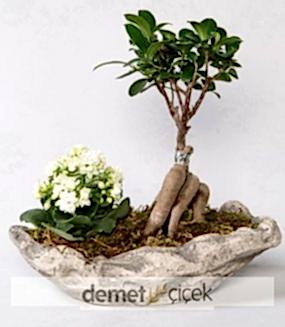 Ficus Gingseg Bonsai ve Kalanchoe