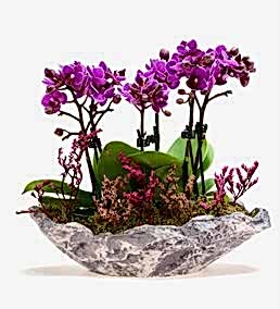 Kayada 6 Dal Mini Orkide