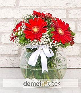 Akvaryumda Kırmızı Gerberalar