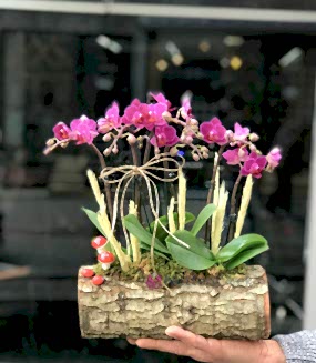 Kütükte Mini Orkideler