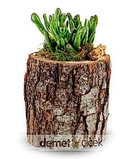 Kütükte Sukulent