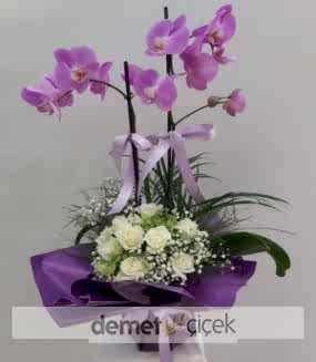 Beyaz Gül ve Mor Orkide