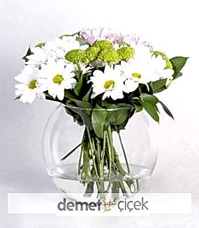 Akvaryumda Beyaz Papatyalar