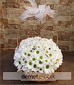 Sepette Beyaz Papatyalar 