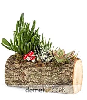Sukulent Bahçesi