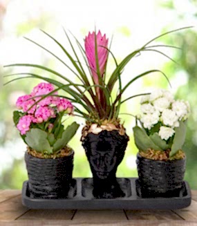 Tillandsia ve Kalanchoeler