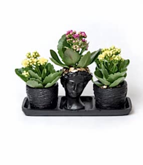 Üçlü Kalanchoe Set